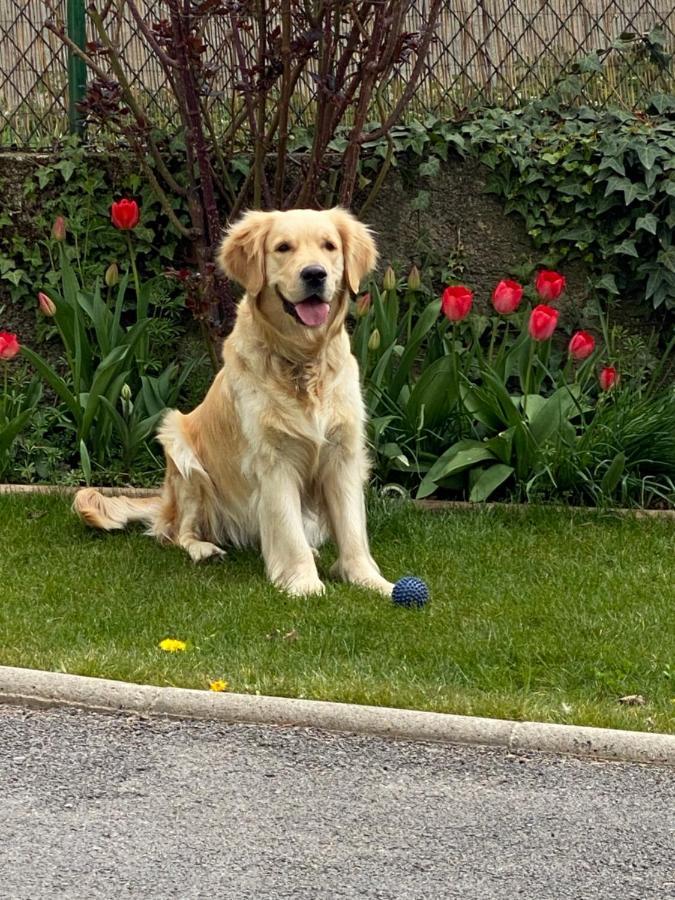 דירות בורג-מדאם Chez Helene 3 Etoiles, Labellise Disabled Pmr,Pour 4 Personnes Chiens Bienvenus-Pet Friendly מראה חיצוני תמונה